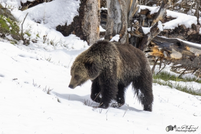 Grizzly Jam in Pelican Valley YNP 2025